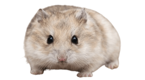 Romanian_Hamster