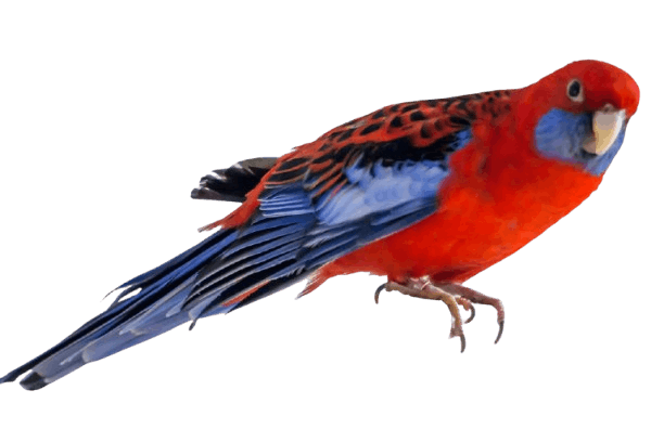 Rosella