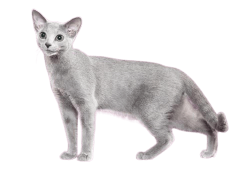 Russian_Blue