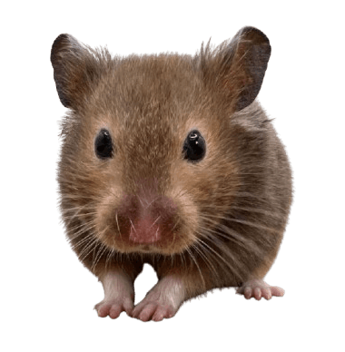 Sable Hamster