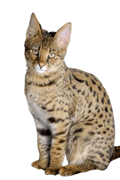 Savannah