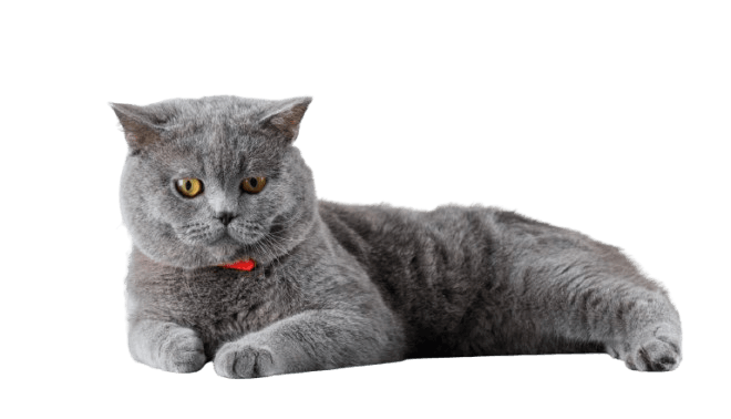 Scottish Fold