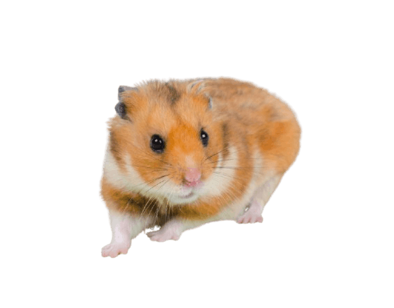 Short-haired Syrian Hamster