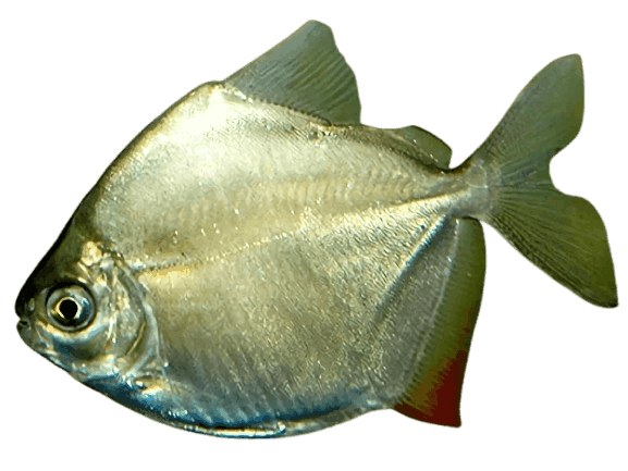 Silver_Dollar_Fish