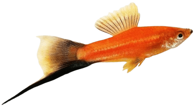 Swordtail