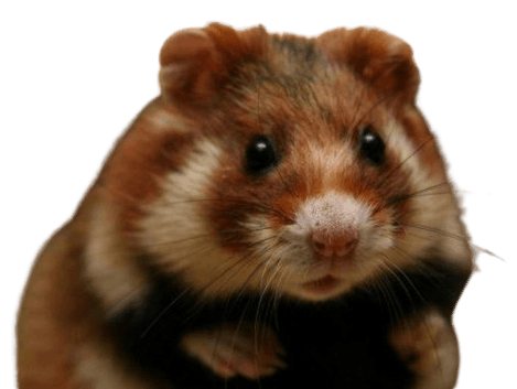 Syrian_hamster
