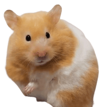 Teddy_Bear_Hamster