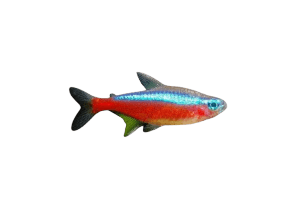 Tetra-fish