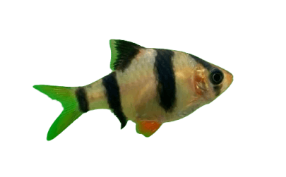 Tiger_Barb