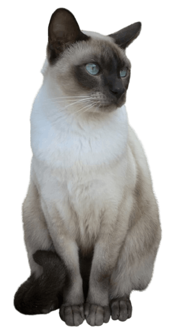 Tonkinese