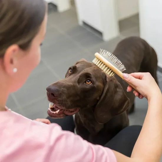 Trixie Brush Double-Sided Bamboo/Natural & Wire Bristles 6 Trixie Brush Double Sided Bamboo Natural Wire Bristles dog