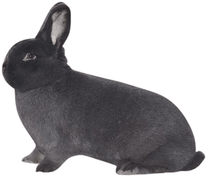 Vienna_Blue_Rabbit