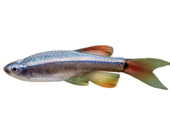 White_Cloud_Mountain_Minnow