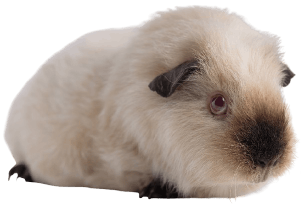 Winter_White_Dwarf_Hamster