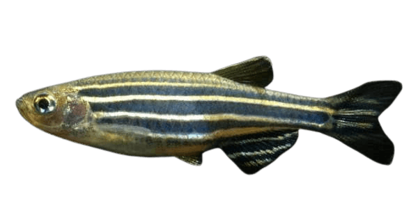 Zebra_Danio